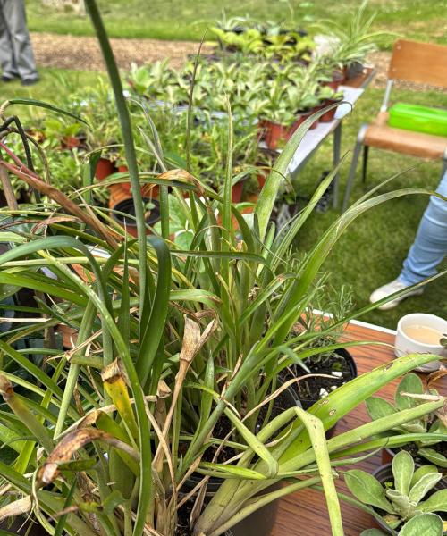 Sunday 11th May 2:30 to 5:00pm Plants, Tea and Cake – Holy Trinity, Heydon image